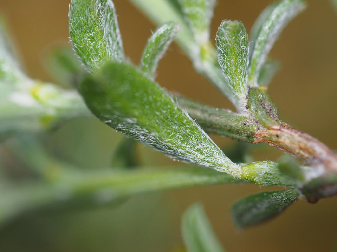 Greenweed, Hairy leaf